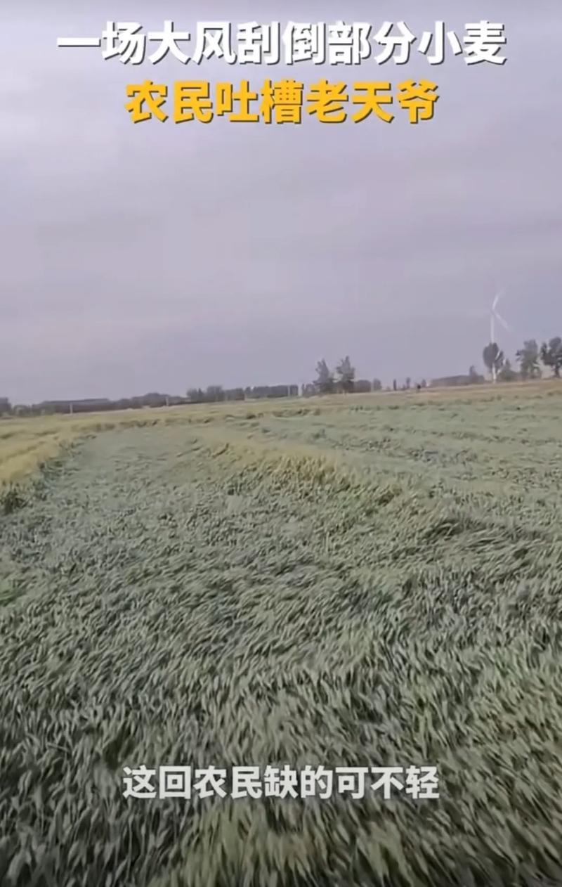 河南局部迎雷暴大风天气 或对灌浆期小麦造成影响